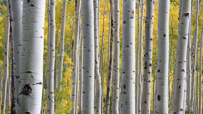 Эксперты предупредили о раннем цветении берёзы из-за аномального тепла