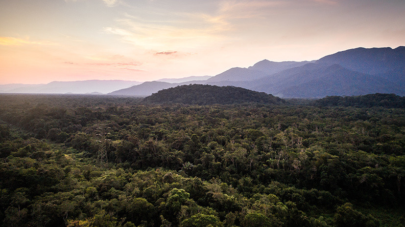 «Непосредственная угроза»: как уничтожение тропических лесов влияет на климат