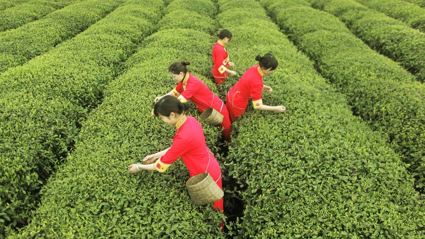 Дешёвые листья: почему мировые цены на чай опустились до минимума с 2016 года