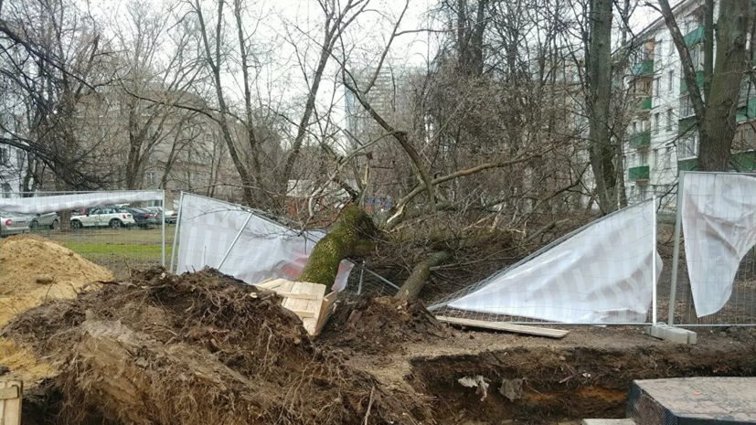 Сильный ветер в Москве повалил более 200 деревьев
