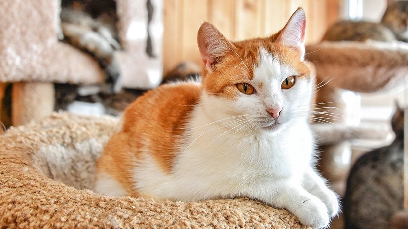 В Москве запустили сервис онлайн-общения с животными из приютов