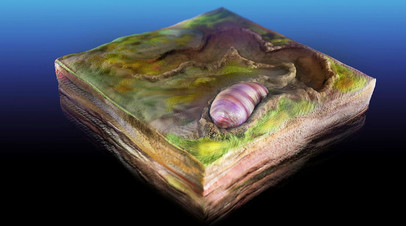 Древнейшая билатерия была обнаружена в Южной Австралии, её возраст составляет около 555 млн лет