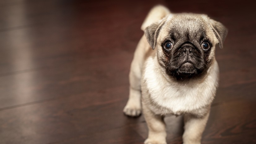 Ветеринар рассказал, как домашние питомцы могут помочь находящимся в самоизоляции