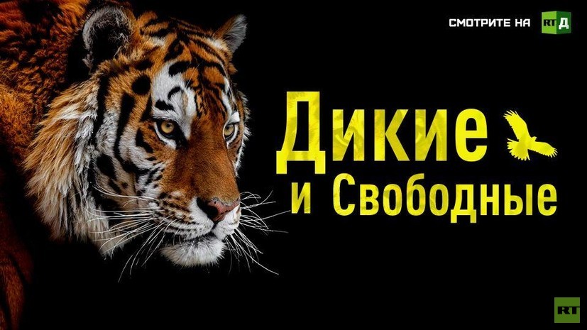 Дикие и свободные: на сайте RTД состоялась премьера совместного фильма RT и WWF России