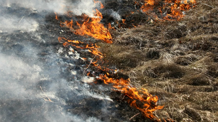 Рослесхоз предложил ввести особый противопожарный режим в Забайкалье