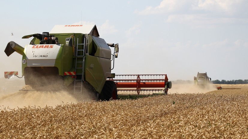 Ценная культура: как удорожание пшеницы может повлиять на стоимость мучных изделий в России