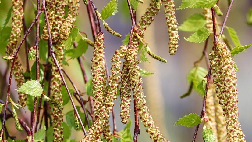 Иммунолог дал рекомендации аллергикам в период цветения берёзы