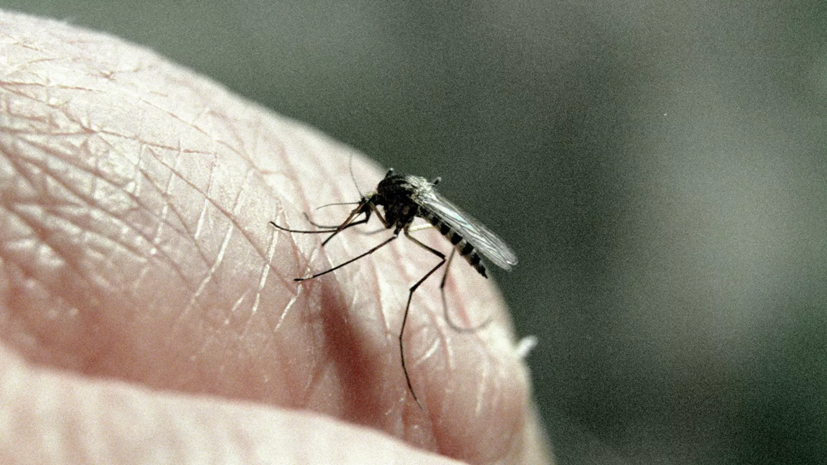 Эпидемиолог рассказал, могут ли насекомые стать переносчиками коронавируса
