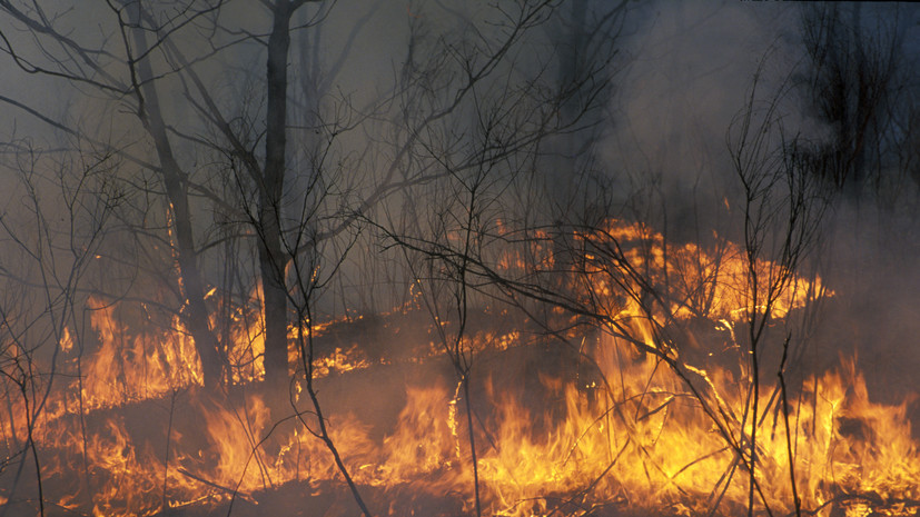 Глава Рослесхоза рассказал о ситуации с природными пожарами