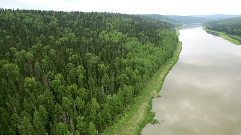 В Волгоградской области продлили ограничение на пребывание в лесах