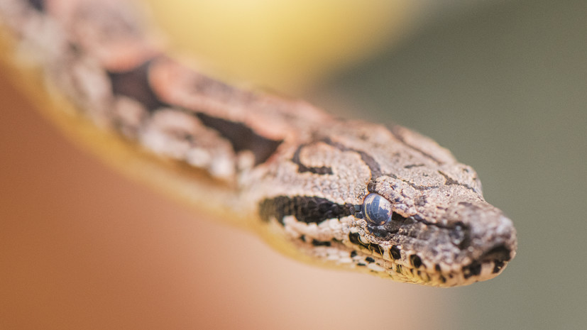 Спасатели поймали змею в квартире на юго-западе Москвы