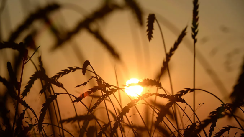 Агроном оценила состояние почвы для земледелия в России