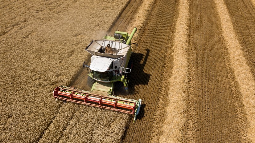 Зерновое первенство: за счёт чего Россия может вновь стать мировым лидером по экспорту пшеницы