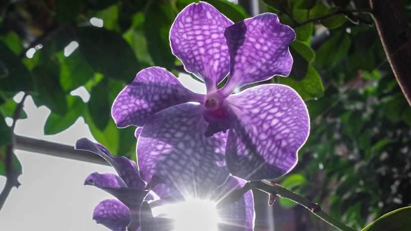 Московские парки подготовили ряд онлайн-мероприятий