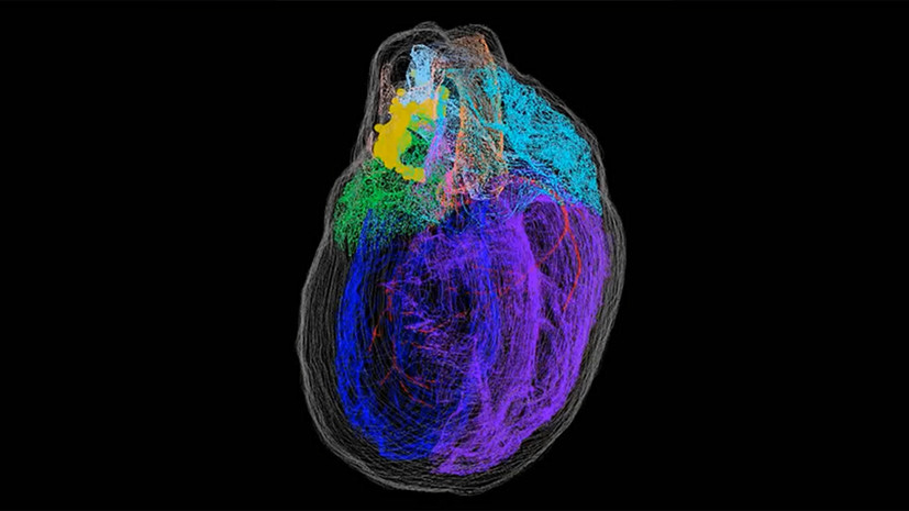 Виртуальная модель: учёные создали первую трёхмерную карту нейронов сердца