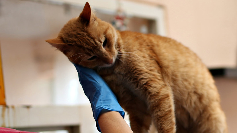 В России у кошки анализ на коронавирус дал положительный результат