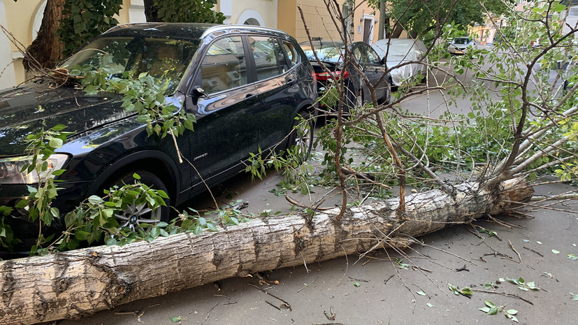 Сильный ветер в Москве повалил 44 дерева и повредил 25 машин