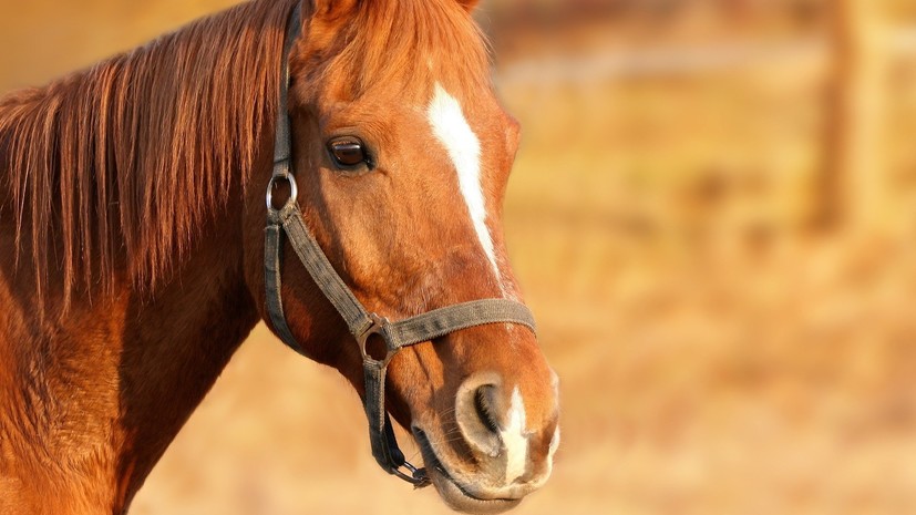 Спортсмена отстранили на 20 лет за жестокое обращение с лошадью