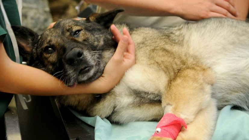 В Нижнем Новгороде заработал мобильный ветгоспиталь