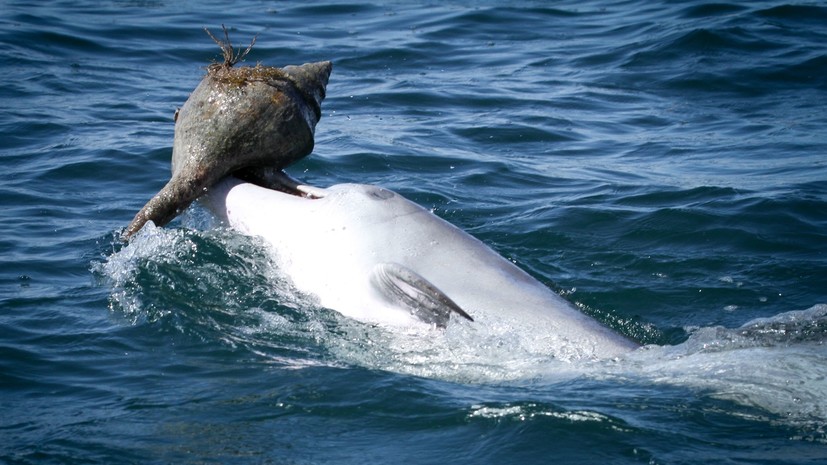 Обед навынос: учёные обнаружили у дельфинов способность к социальному обучению