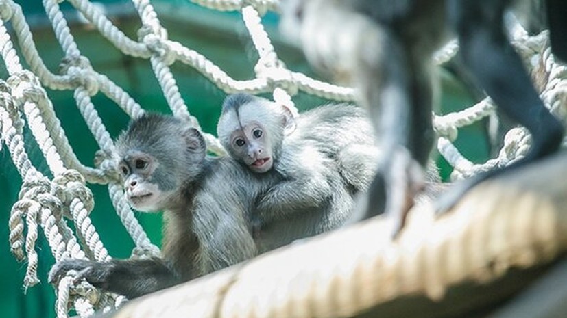 В Московском зоопарке родился детёныш капуцина плаксы