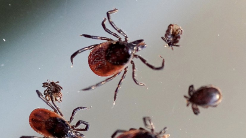 В Ростовской области рассказали о ситуации с клещами