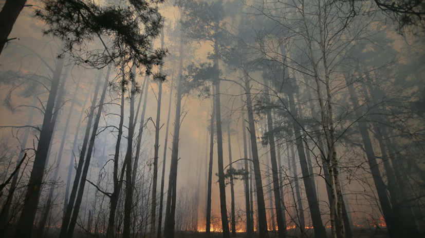 За сутки площадь лесных пожаров в России увеличилась на 23 тысячи га