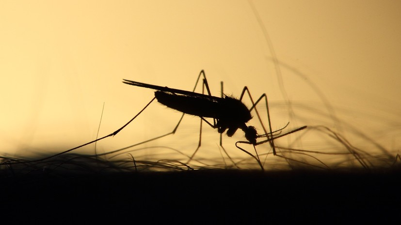Эксперт оценил возможность заболеть малярией после укуса комара