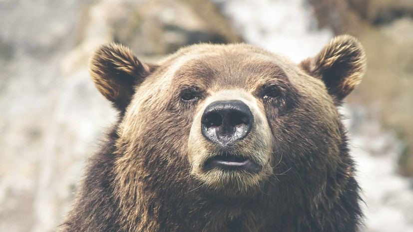 Два медведя подрались на границе России и Китая