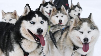 Собаки породы сибирские хаски