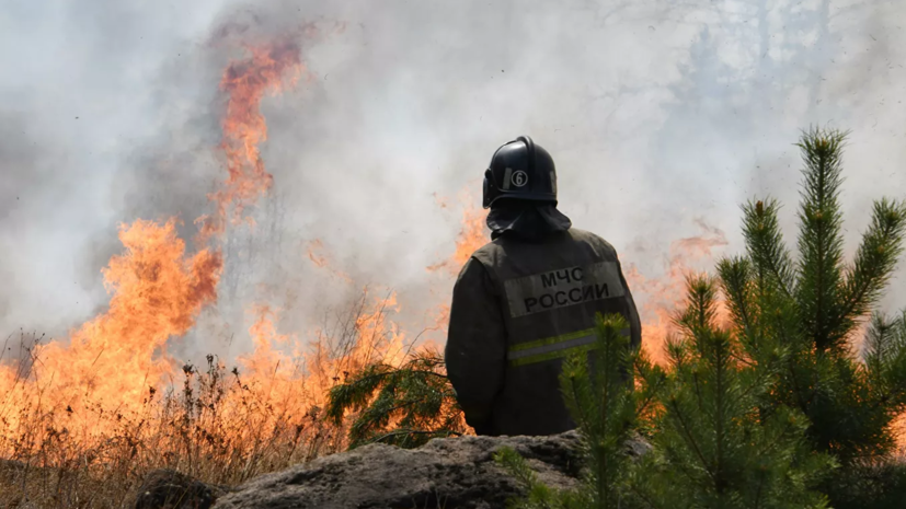 В Рослесхозе назвали сумму ущерба от лесных пожаров в 2019 году
