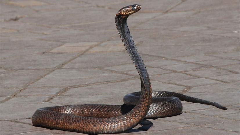 Эксперт рассказал, как обезопаситься от змей