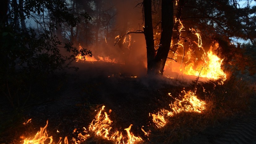 На Украине рассказали о ситуации с лесными пожарами в Луганской области