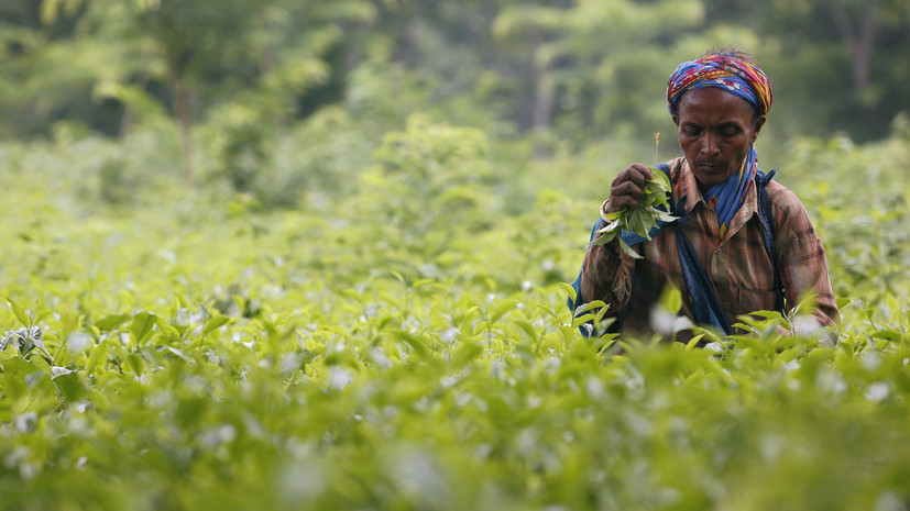 Закипающие цены: как обострение ситуации с COVID-19 в Индии спровоцировало удорожание чая в мире