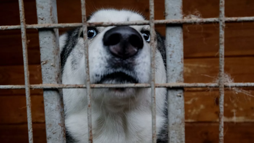 Эксперт рассказал о работе приютов для животных в Москве