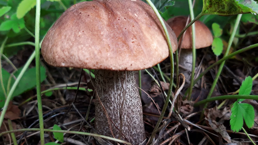 Эксперты Роскачества дали рекомендации по сбору грибов