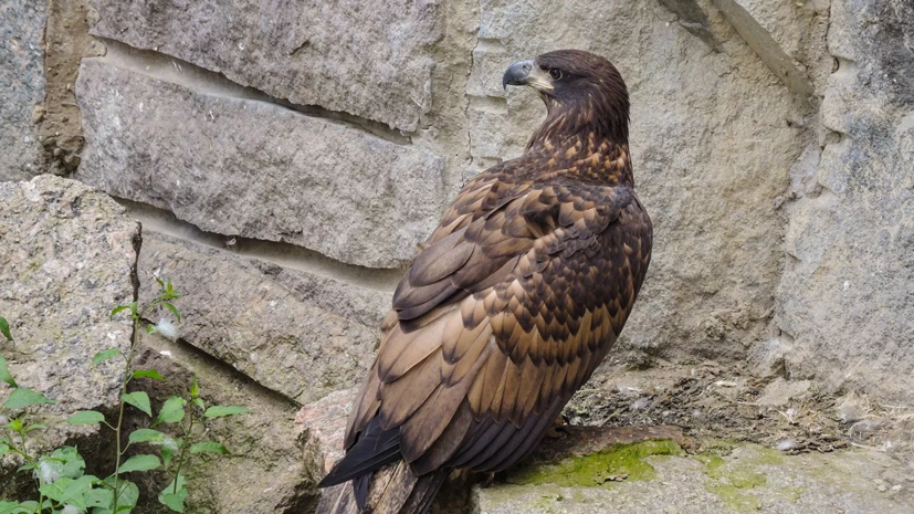 В Московском зоопарке рассказали о появлении птенцов орланов-белохвостов