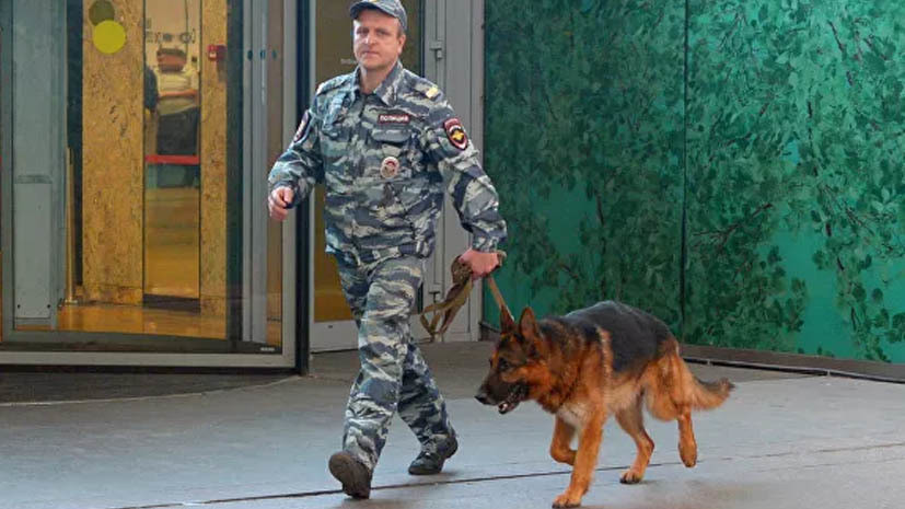 Кинолог рассказала о подготовке собак-сапёров