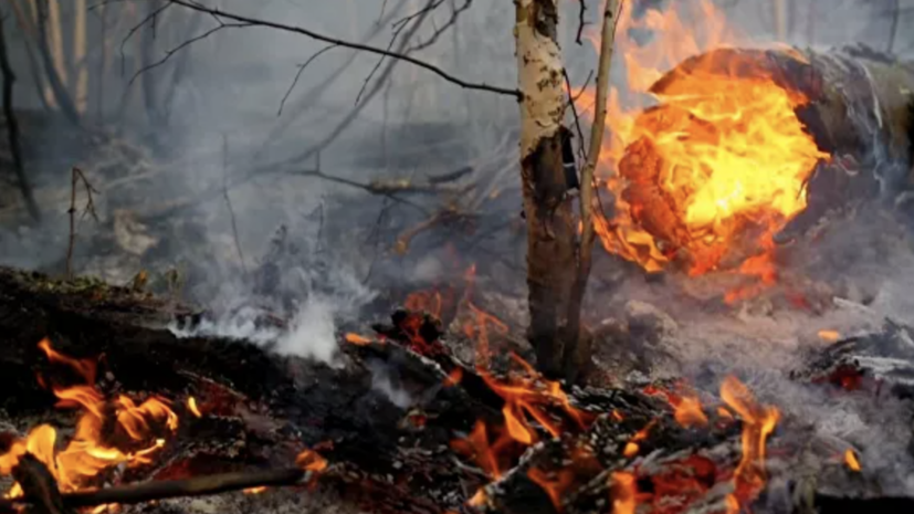 В МЧС предупредили об ухудшении обстановки с лесными пожарами в регионах
