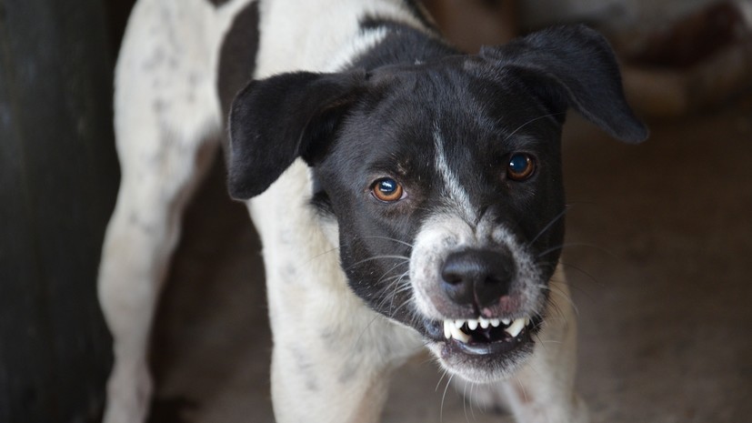Ветеринар рассказал, как может проявляться бешенство у животных