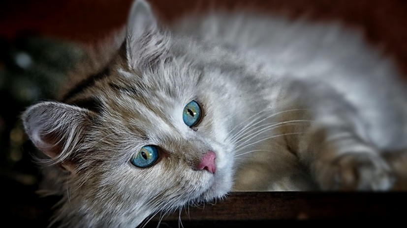 В Москве запустили новую акцию по чипированию домашних животных