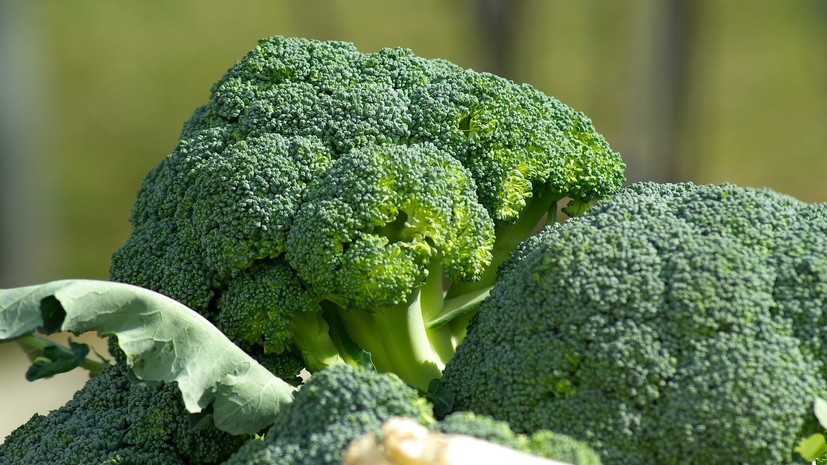 Диетолог рассказала о пользе брокколи