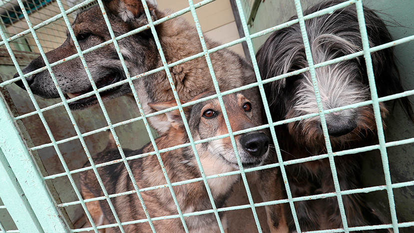 В Ростовской области рассказали о планах по проверке приютов для безнадзорных животных