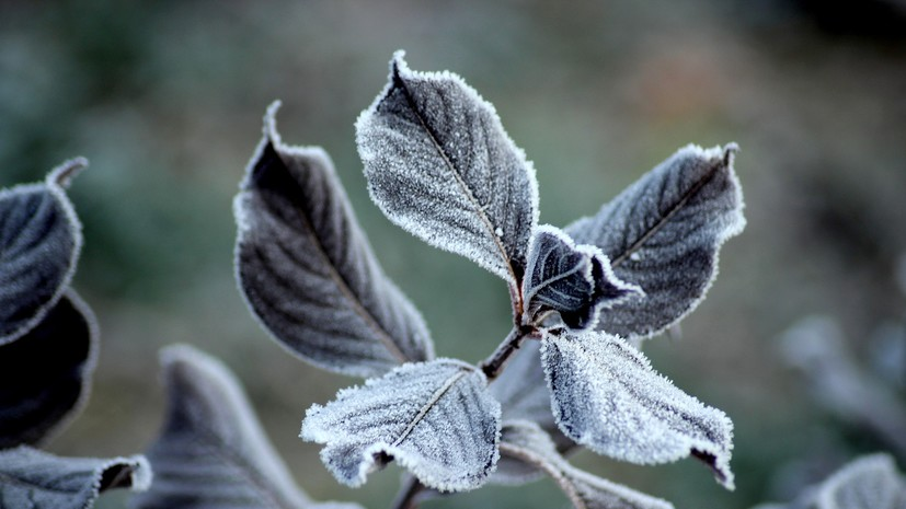 Спасатели предупредили о заморозках в Пермском крае