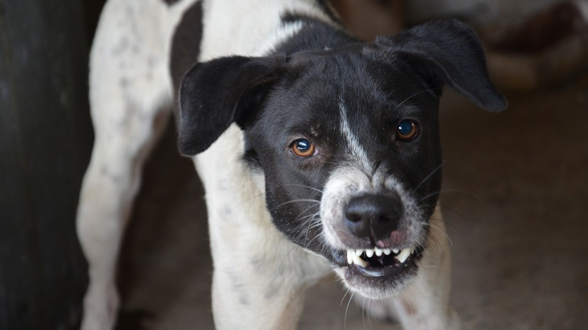 В Подмосковье прокомментировали ситуацию с бешенством животных