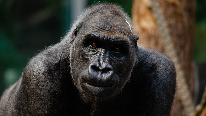 В Мадриде горилла в зоопарке тяжело травмировала сотрудницу