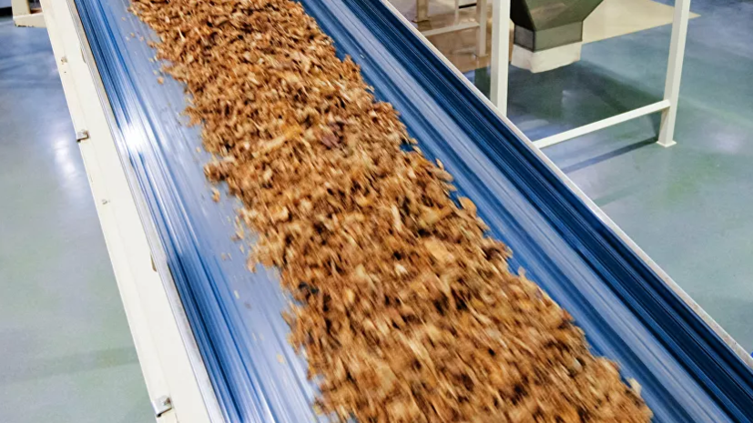 Россельхознадзор выявил муху-горбатку в табачном сырье из Болгарии