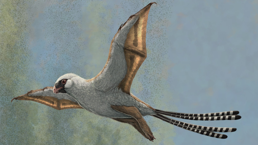 Неудачное планирование: почему вымерли родственники птиц — летающие древесные динозавры