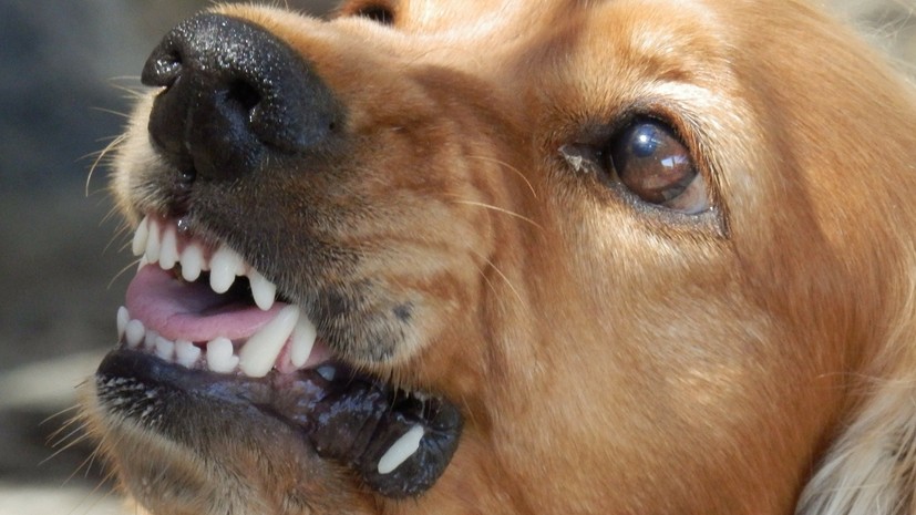 В Набережных Челнах возбуждено дело из-за нападения собаки на ребёнка