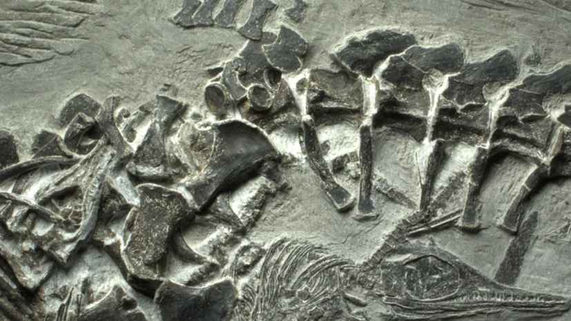 На острове Русский нашли останки ихтиозавра